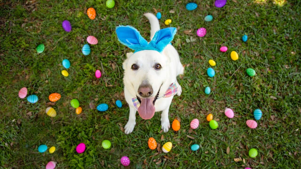 A medium-sized dog with white fur sits on a lawn surrounded by colourful Easter eggs
