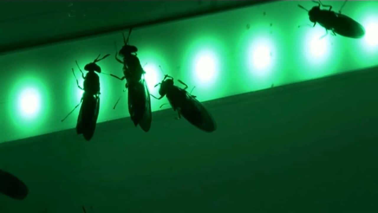 Black soldier flies in green lab tube - Reuters.jpg
