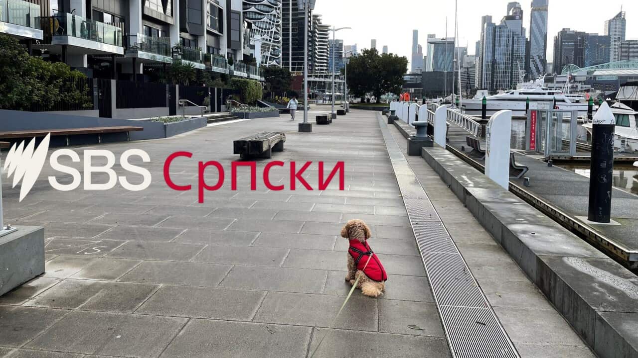 dog doclands sbs logo red.jpg