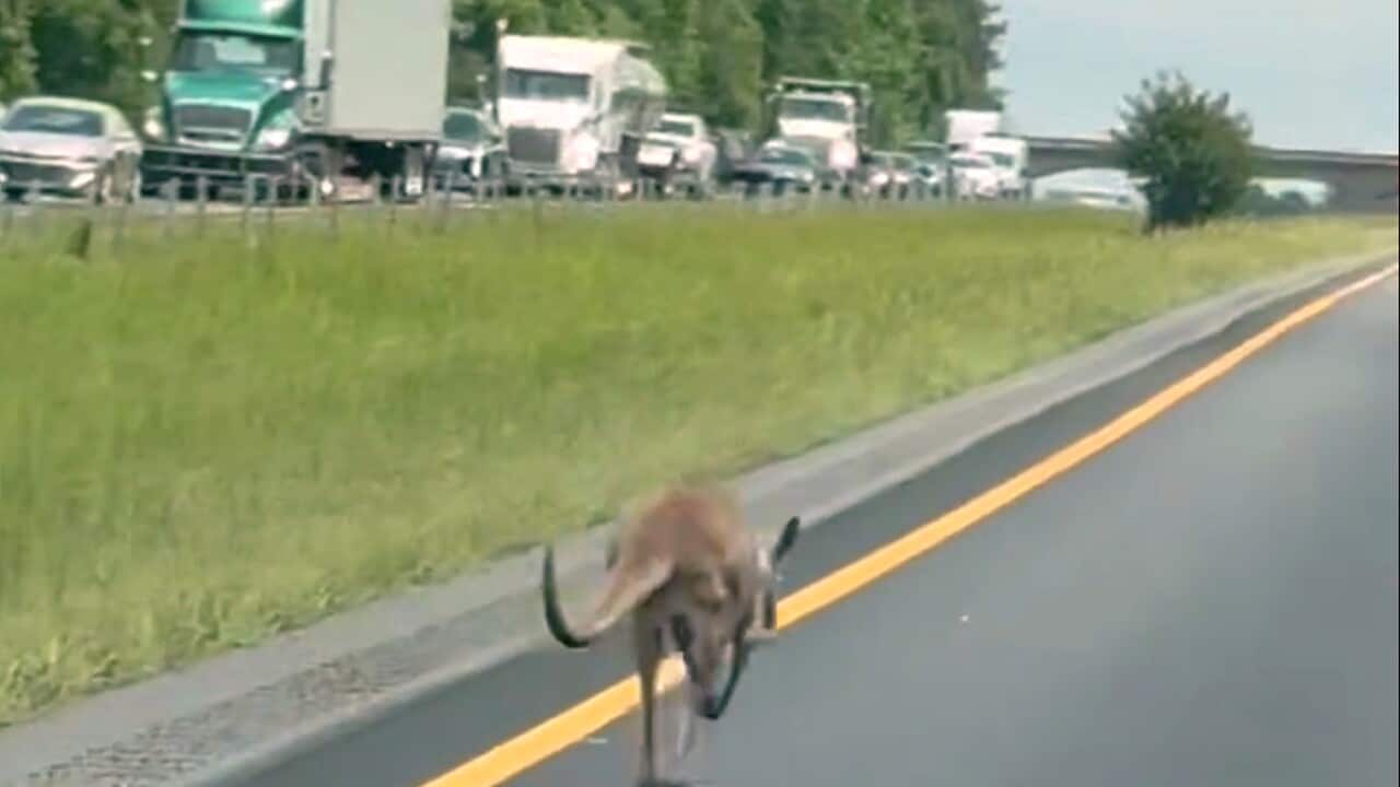 Escaped Kangaroo