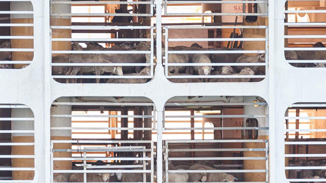 Live sheep aboard an export ship at the port of Fremantle in Western Australia (AAP).
