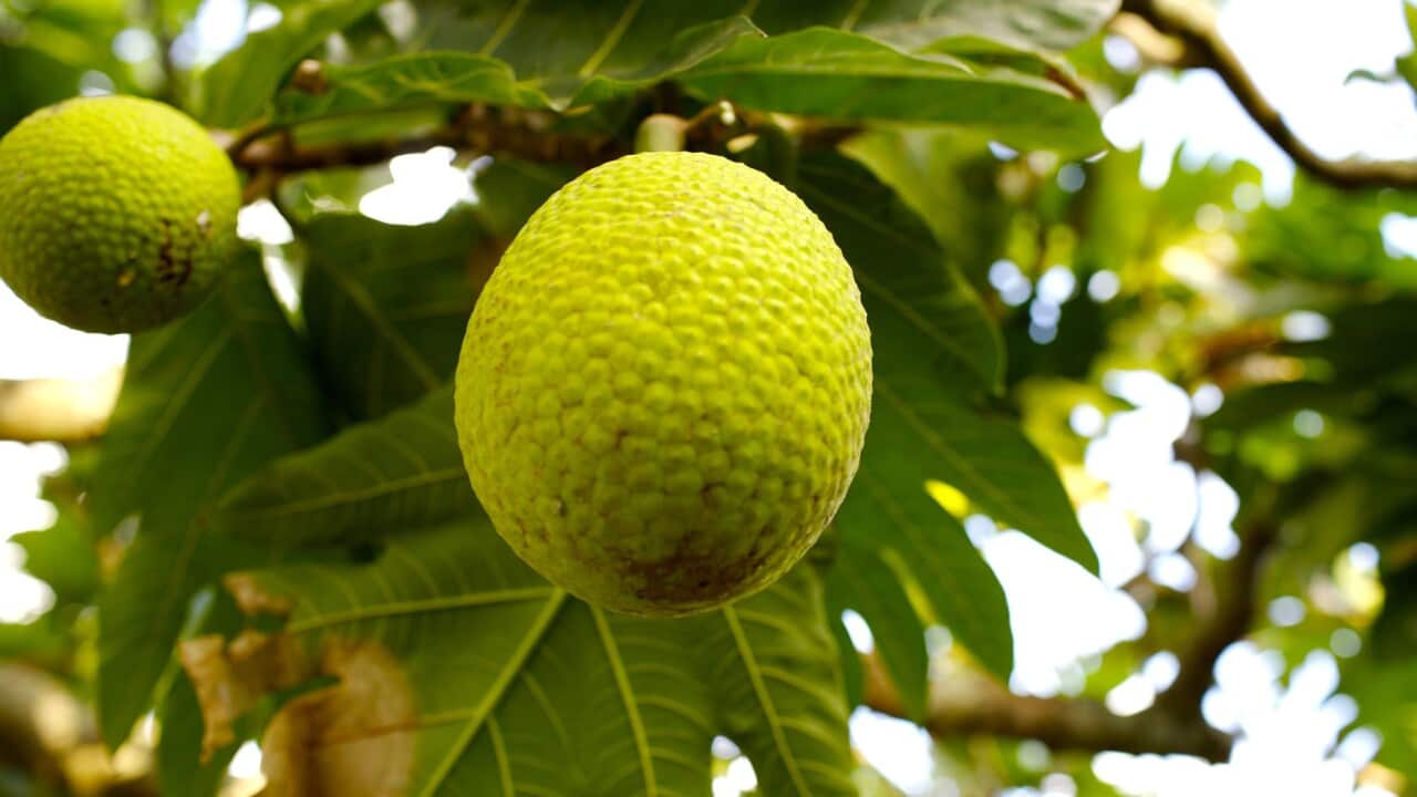 Breadfruit on tree.