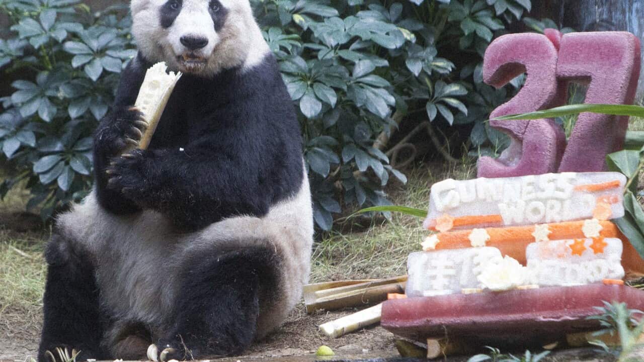 37-year-old female giant panda Jia Jia eats bamboo during a birthday celebration at Ocean Park in Hong Kong, China, 28 July 2015.