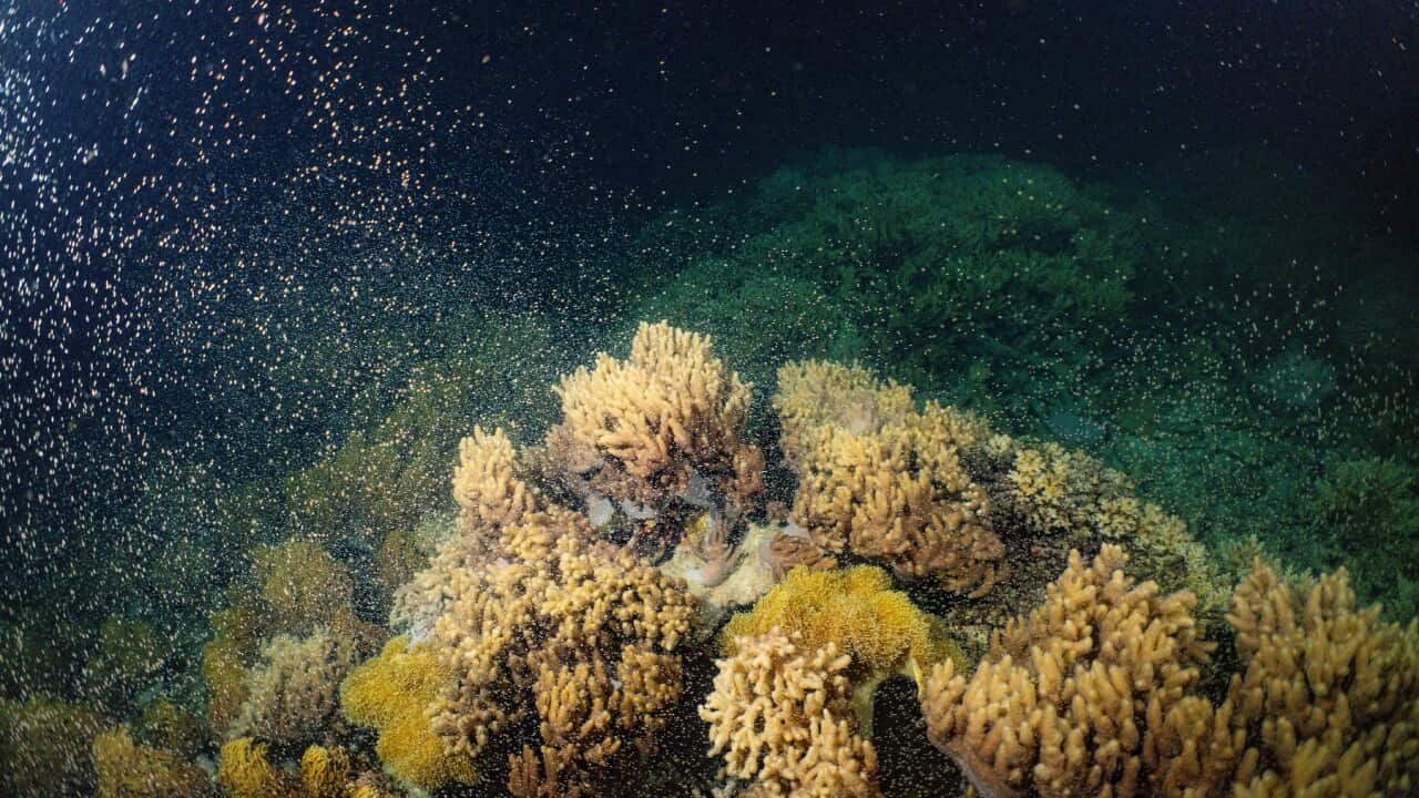 GREAT BARRIER REEF CORAL SPAWNING