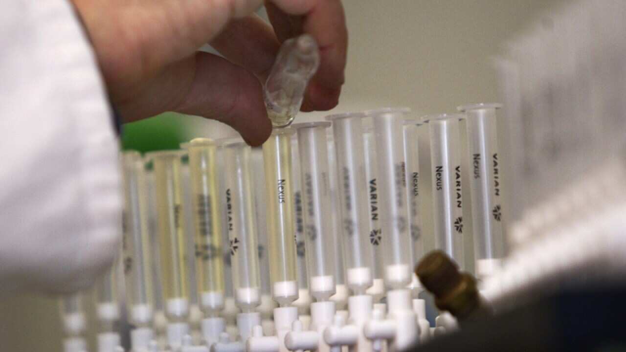 A laboratory technician prepares samples of urine for doping tests