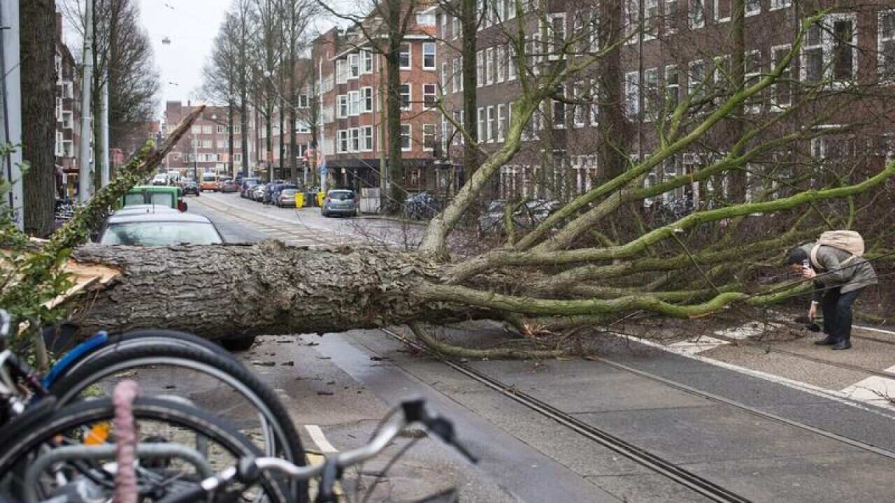 Fierce winds have brought down trees in Amsterdam, and killed three.