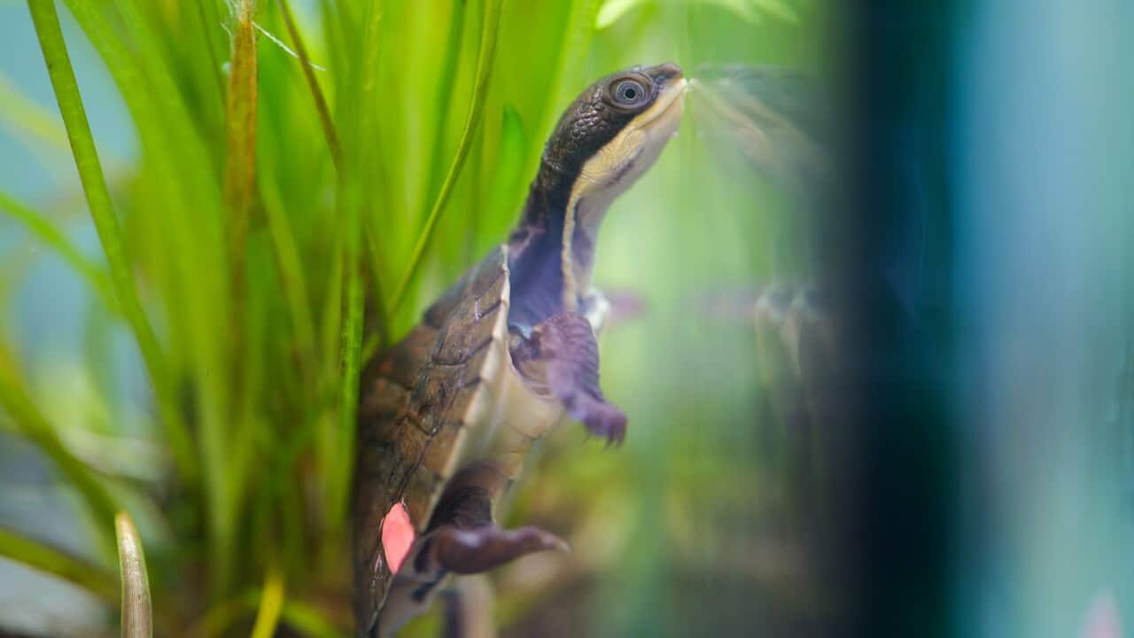 A turtle swims next to a green plant in a reflective tank