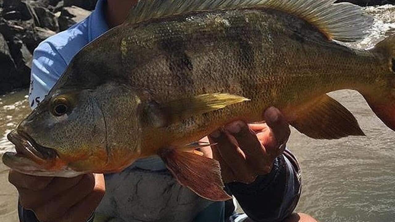 A peacock bass that was caught in the Pioneer River.