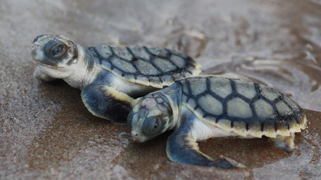 Two baby flatback turtles.