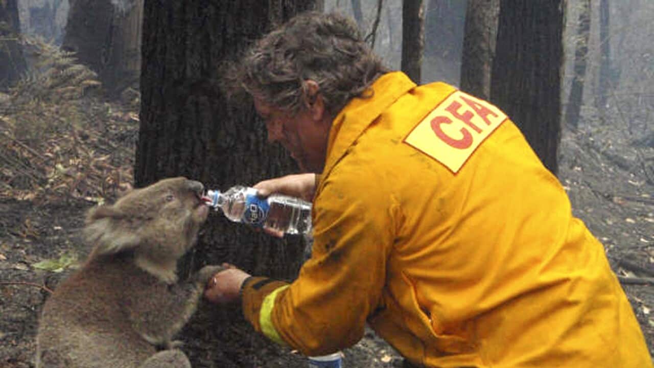 Firefighter David Tree shares his water with an injured koala during bushfires in 2009