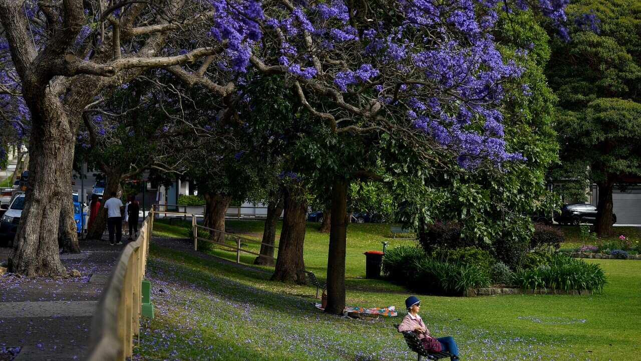 JACARANDA BLOOM SYDNEY
