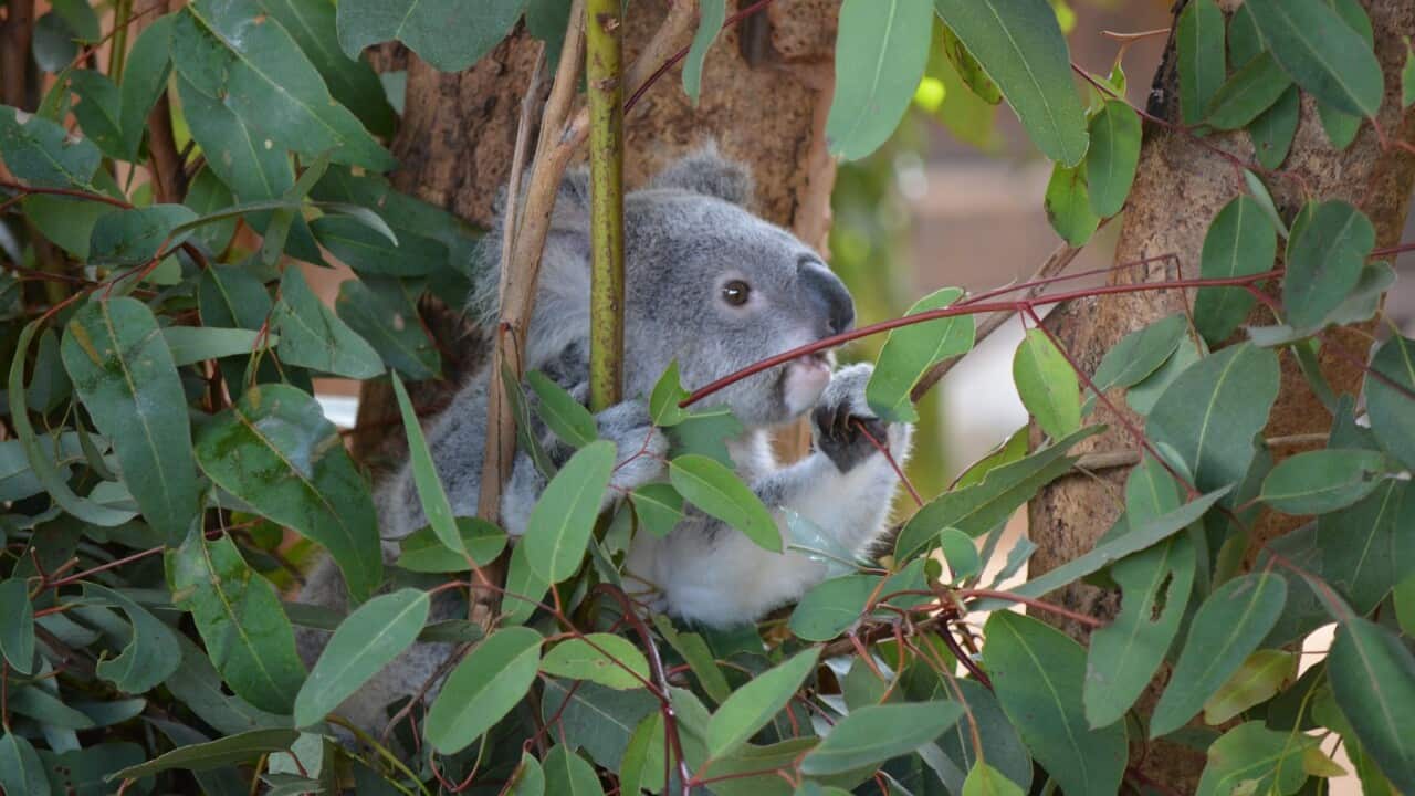 New sanctuary for sick koalas is opening