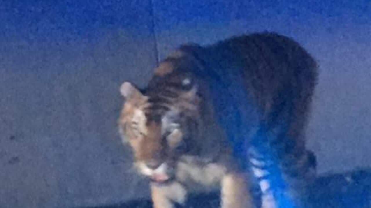 A tiger was shot dead in Atlanta after it attacked a dog.