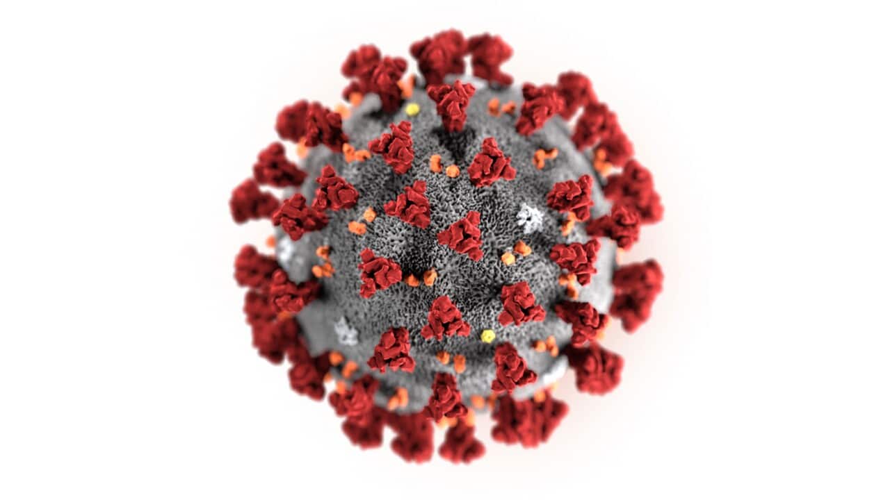 : Illustration by the Centers for Disease Control and Prevention showing the 2019 Novel Coronavirus
