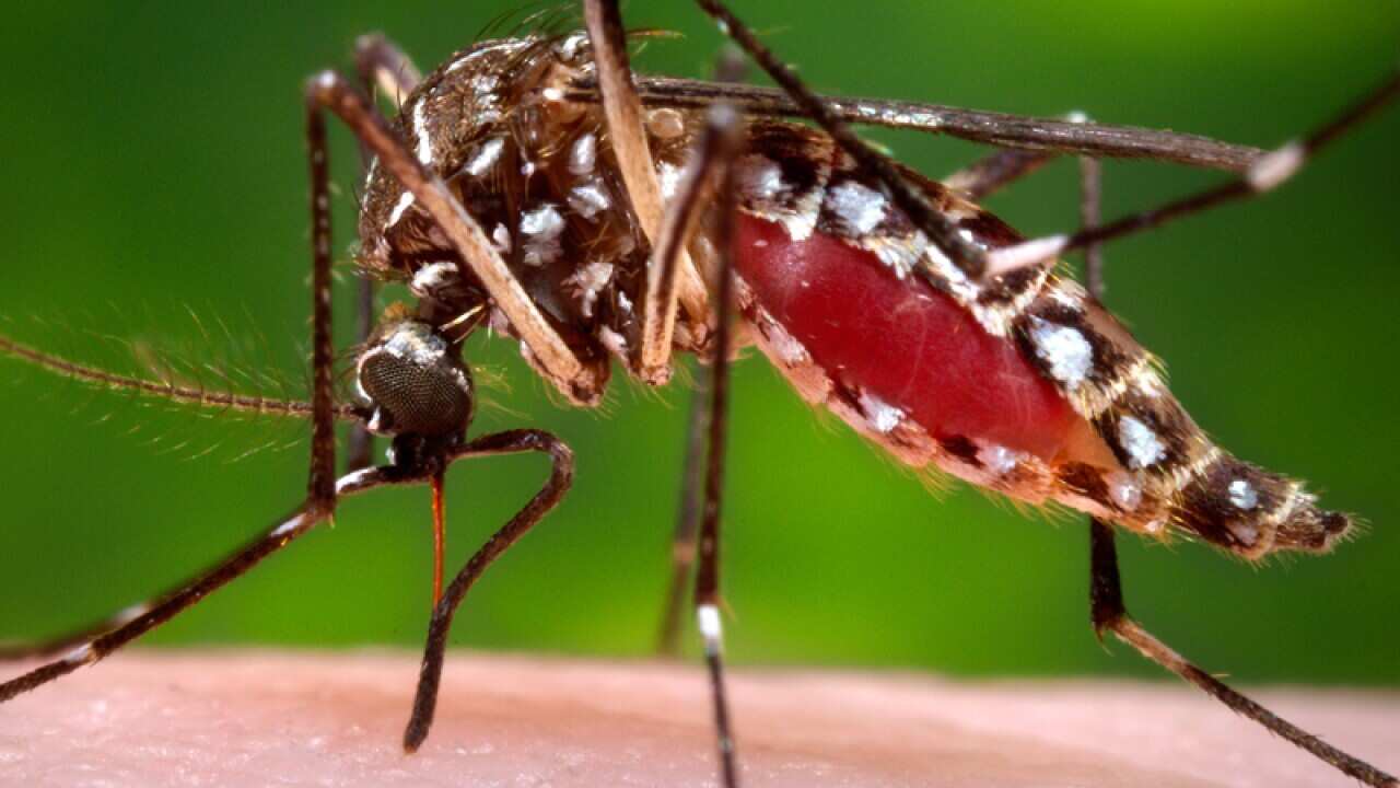 Aedes aegypti mosquito.