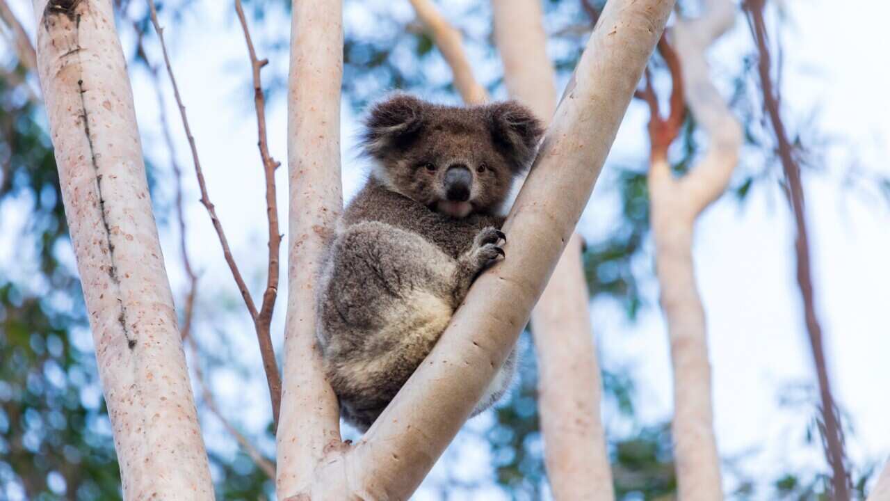 Koala in a tree on Kangaroo Island