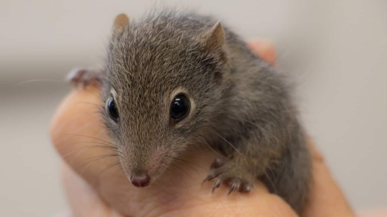Dibblers will be released onto a remote island off Western Australia's south coast to create a new population of the small endangered carnivorous marsupial.