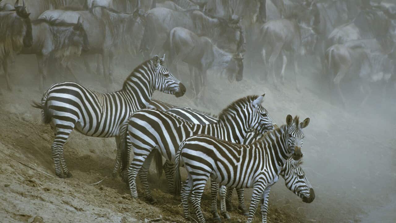 Burchell's / Plains / Common Zebras - Group together
