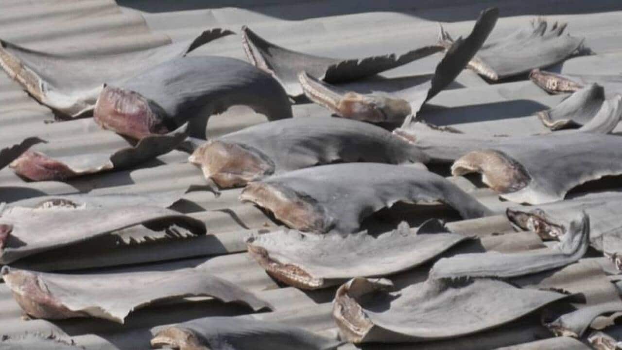 Shark fins on the Vietnamese embassy's roof