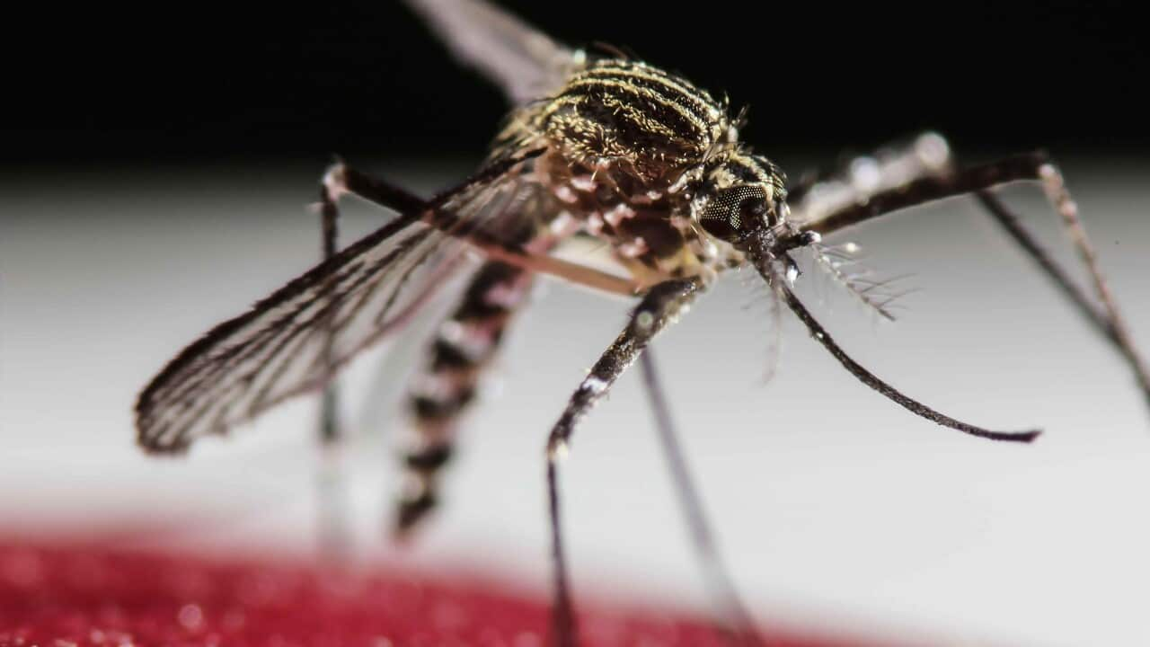 Zika virus has been flaring up across the globe