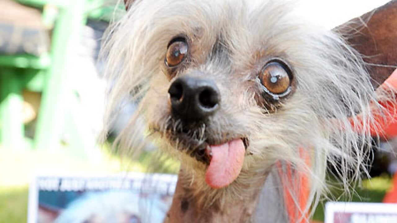 ugliest_dog_missellie_100604_ap_aap_B_1323575775