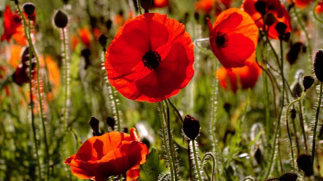 Poppies have been used as a symbol to commemorate military personnel who have died in war.