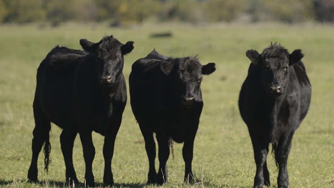 Cows grazing in a paddock