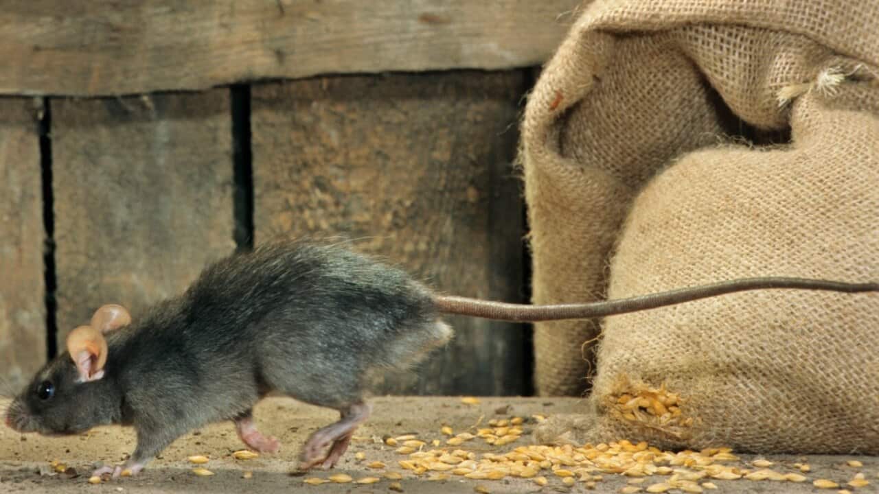 File image of a black rat.