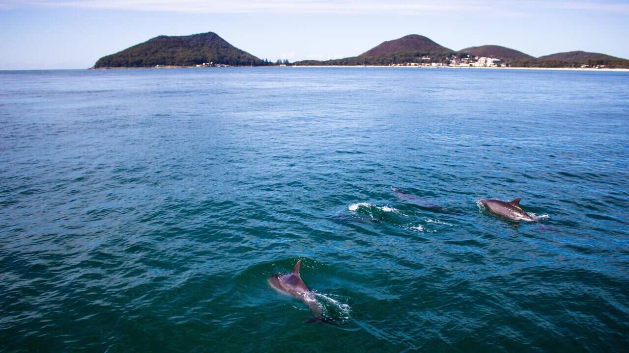 Dolphins in Nelson's Bay