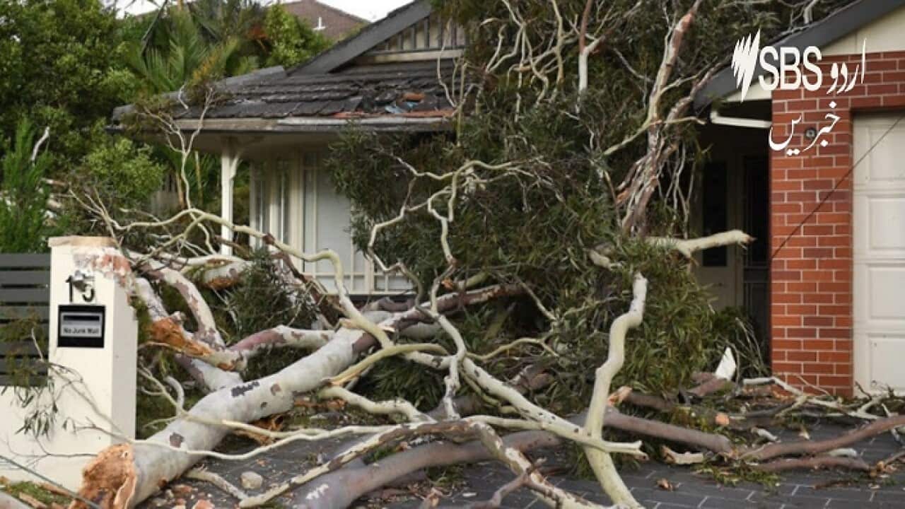 Fallen trees during Sydney storm.