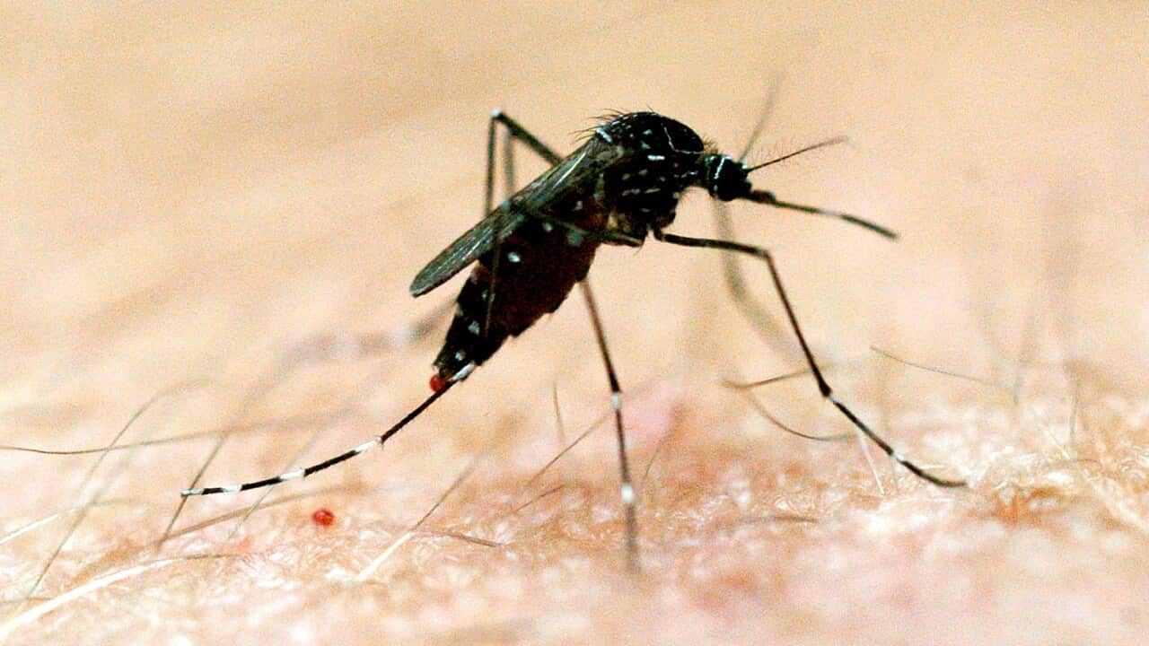 mosquito_original_supplied.jpg