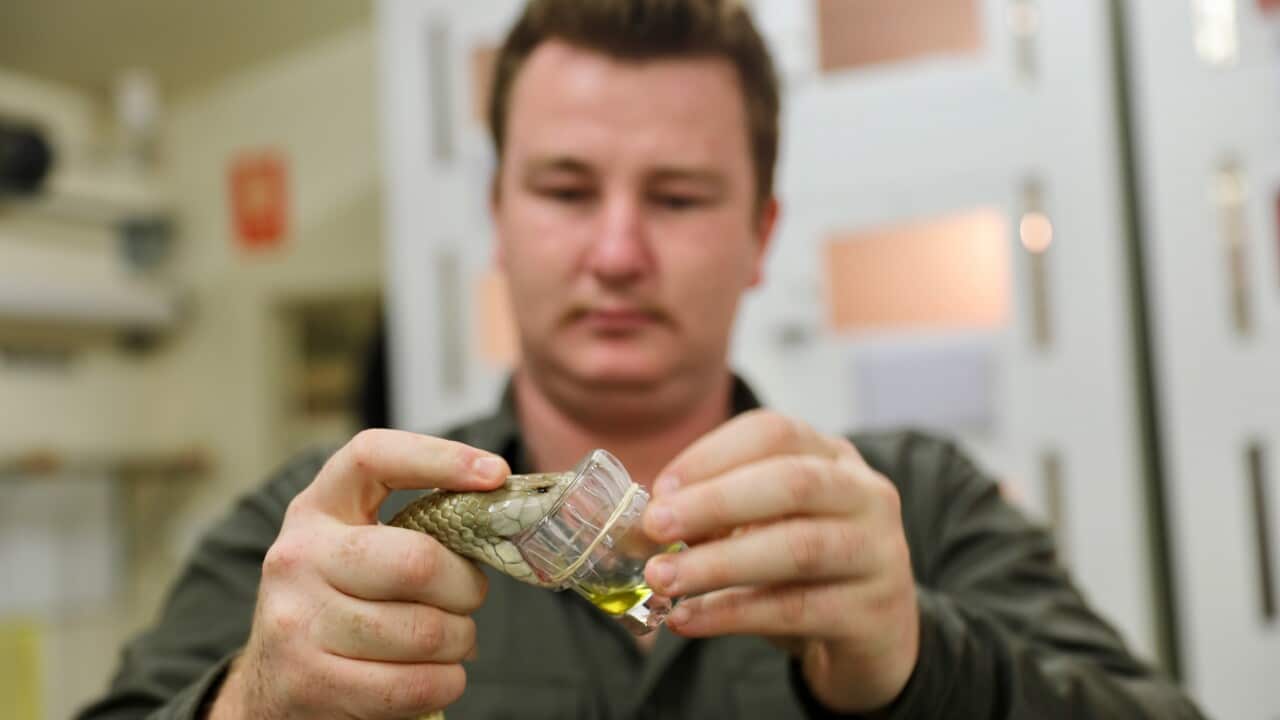 Australian Reptile Park Taipan