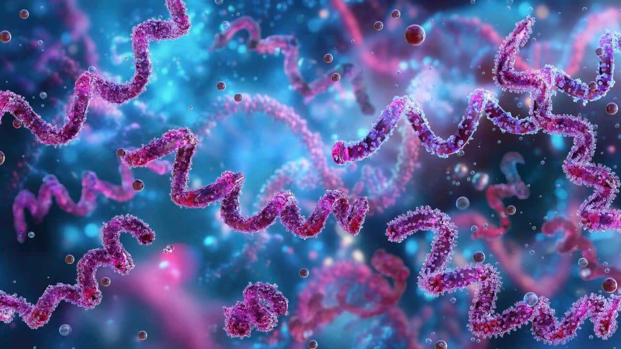 Illustration of Syphilis bacteria