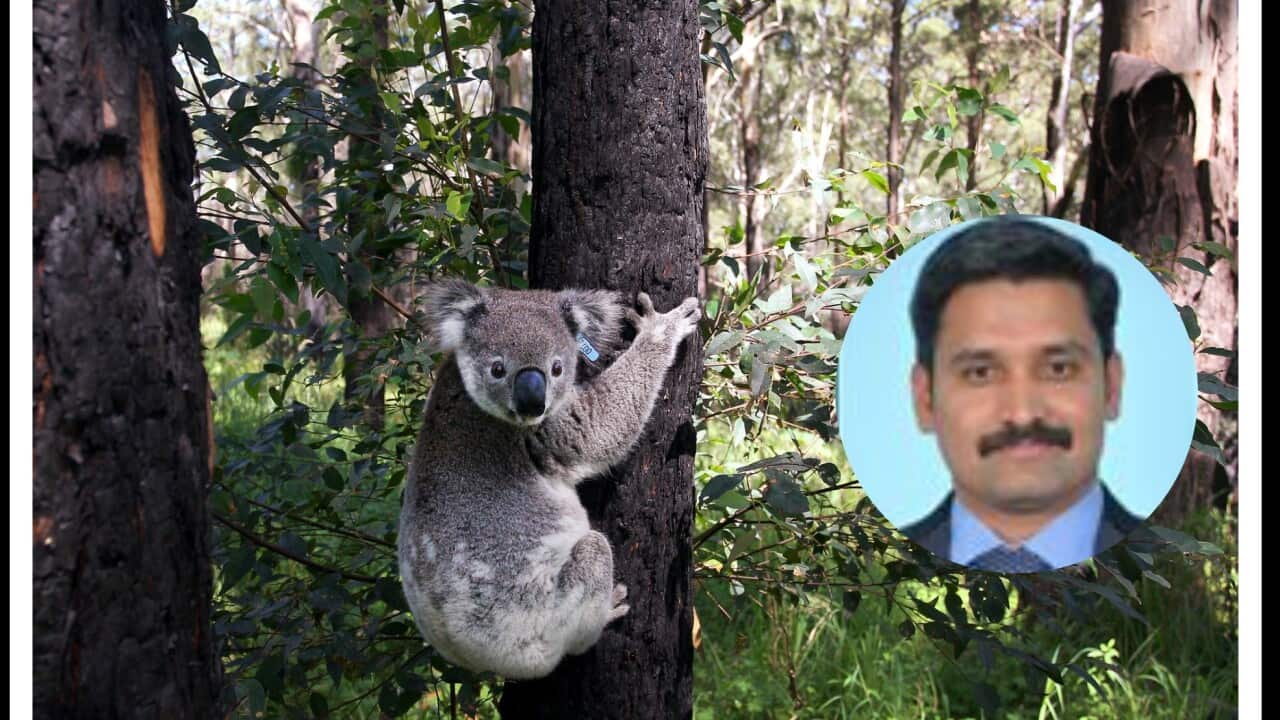 Threaten Future Of Australia's Iconic Animal