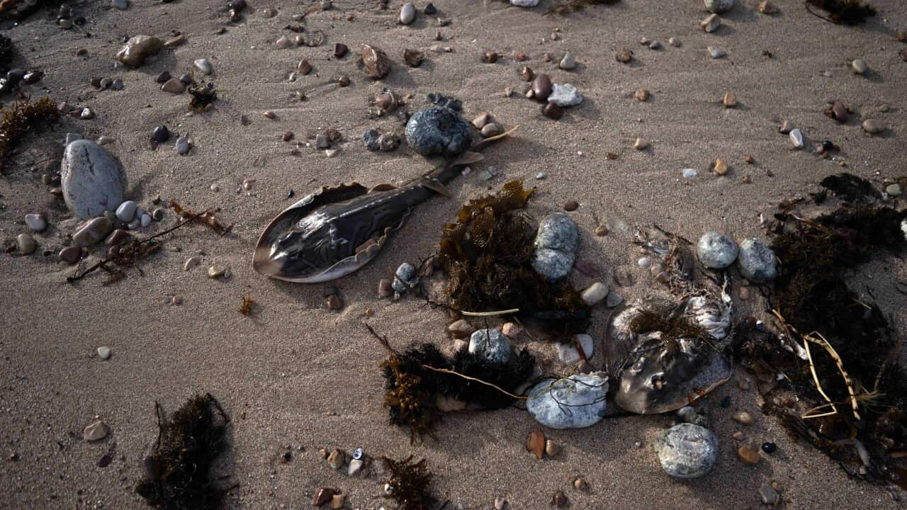 Algal Bloom Hits South Australia's Coastline
