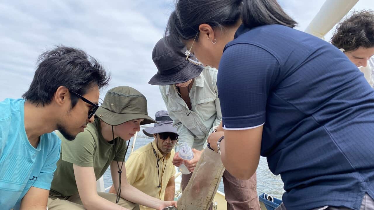 Dr Khay Fong collecting samples from Sydney Harbour (SBS A O'Brien).jpg