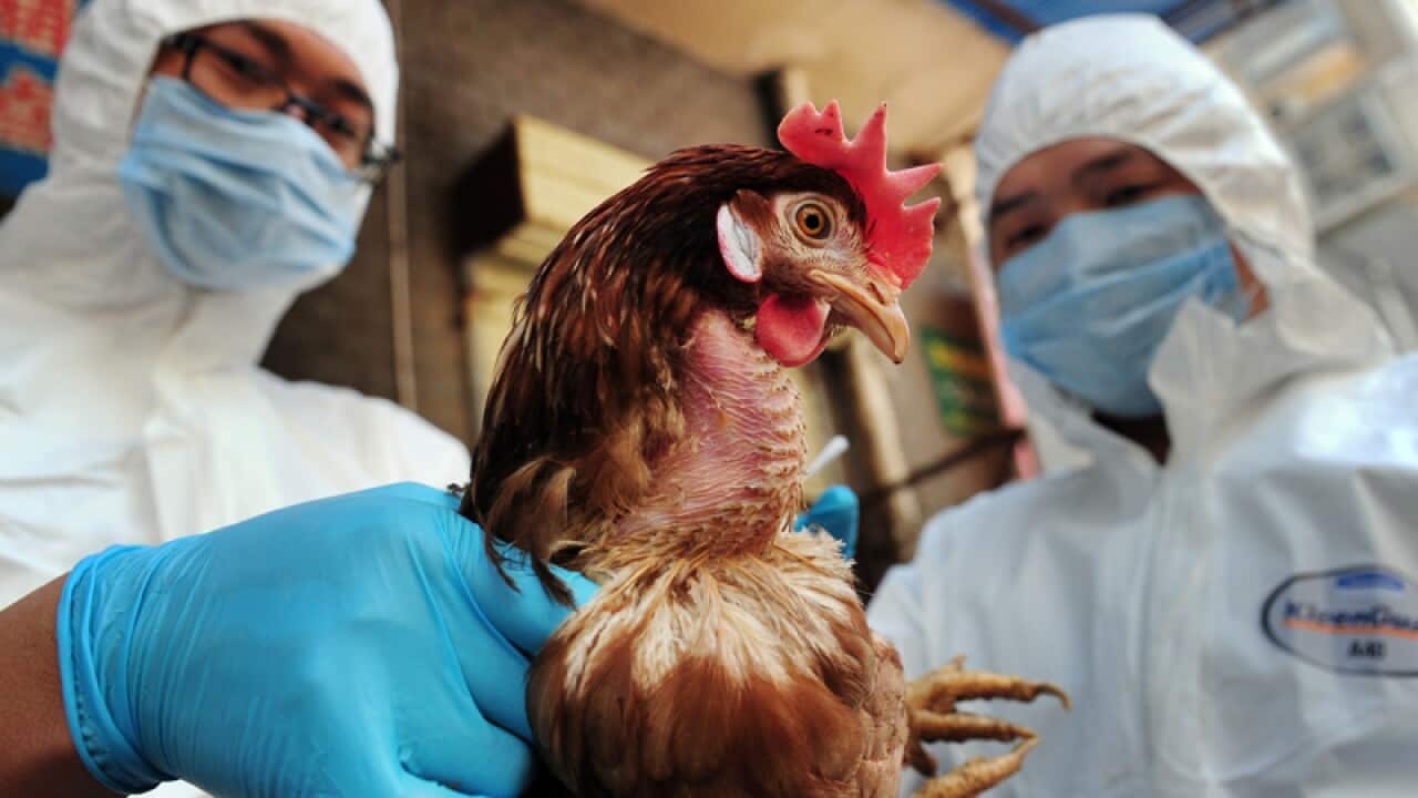 A person wearing white hazmat suits, surgical gloves and a face mask holds up a chicken while another person in similar garb looks on.