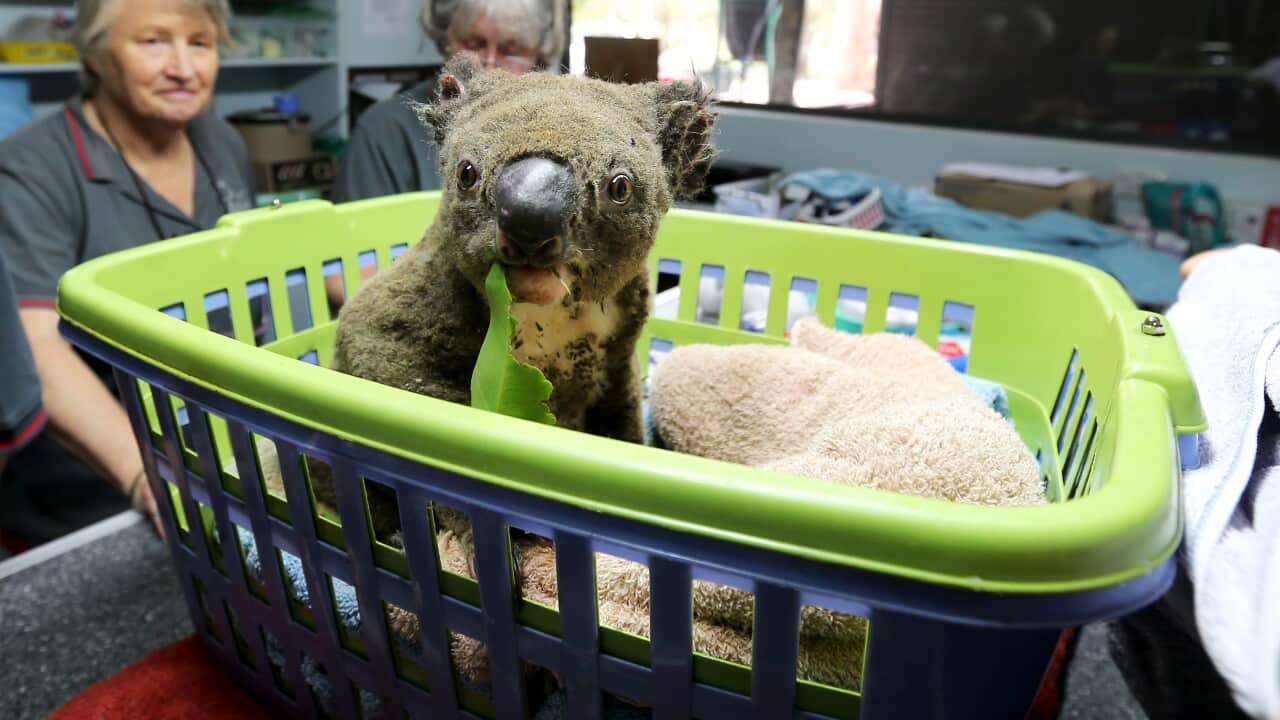 Paul the koala in the ICU recovering from burns at the Port Macquarie Koala Hospital, which has recieved more than $3.7 million in GoFundMe donations.