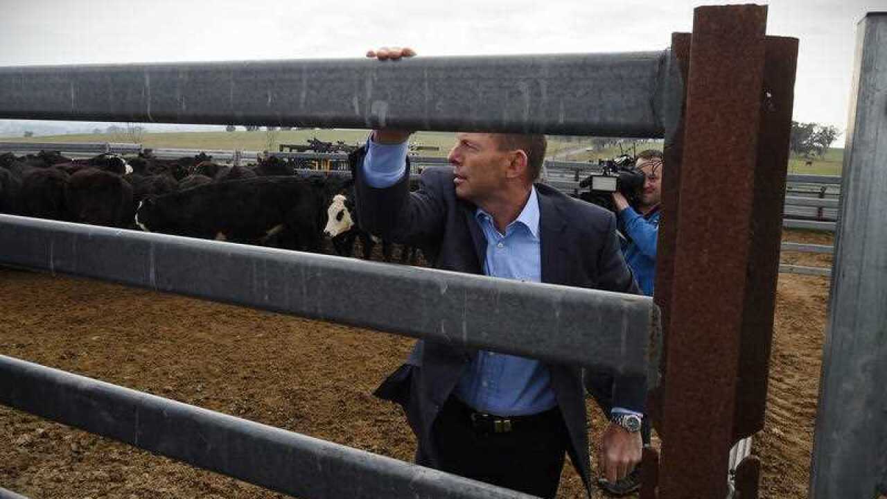   Prime Minister Tony Abbott inspects a herd of cattle at Bellevale Homestead Cattle Yard at Yass near Canberra, Wednesday, Aug. 19, 2015. (AAP Image/Lukas Coch) 
