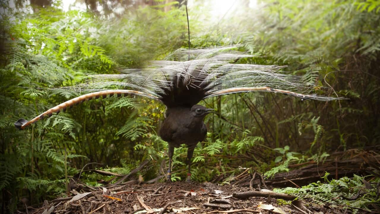 Superb Lyrebird
