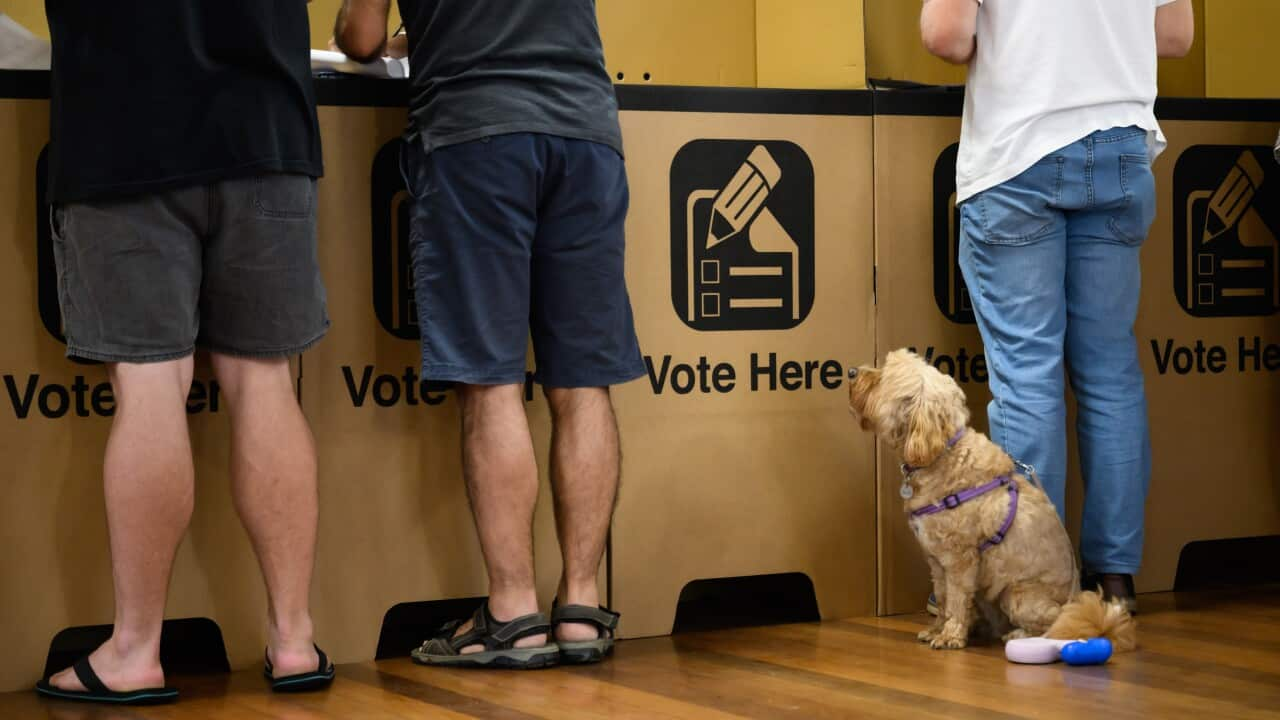 A dog watches on as three people vote in cardboard voting booths, with backs turned