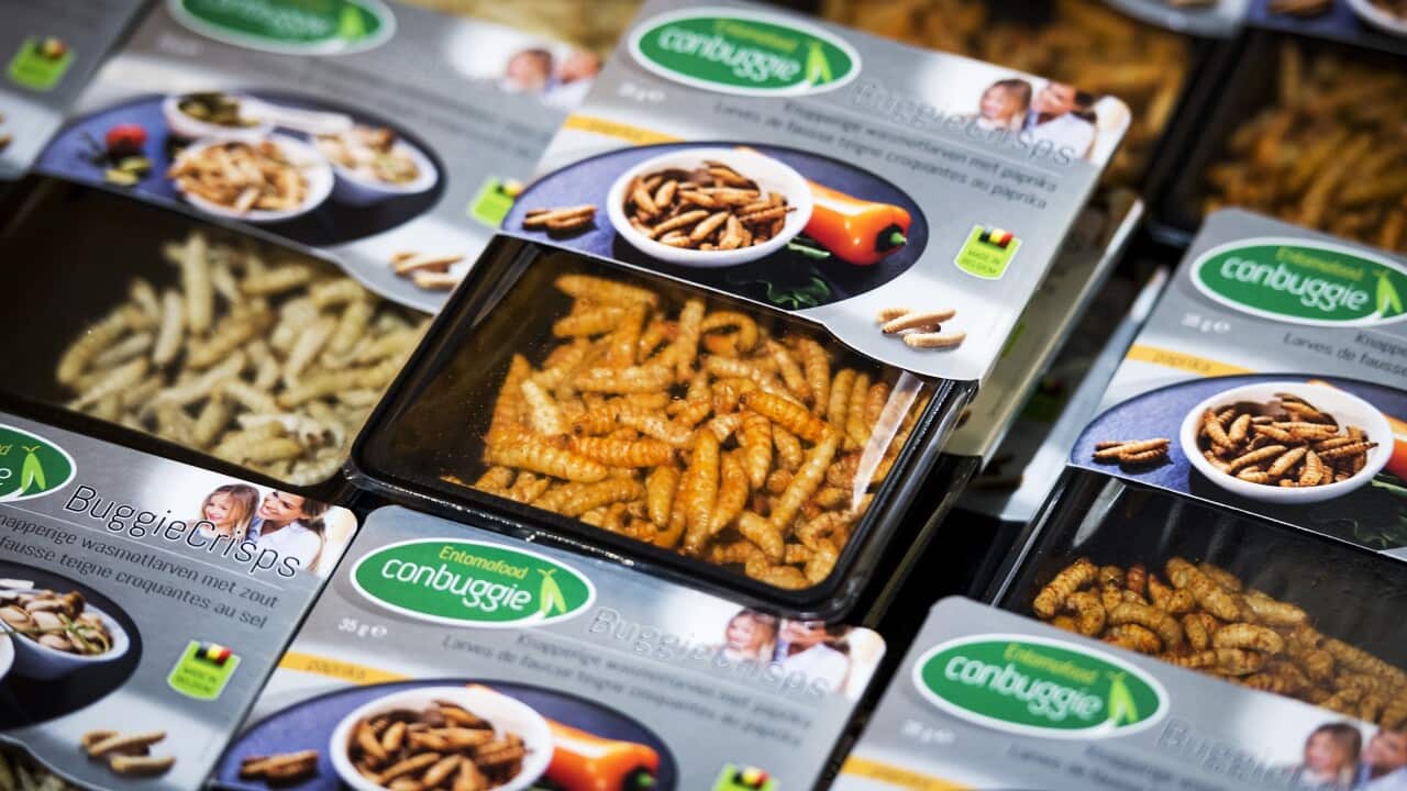 A picture shows crunchy honeycomb moth larvae in a Dutch supermarket.