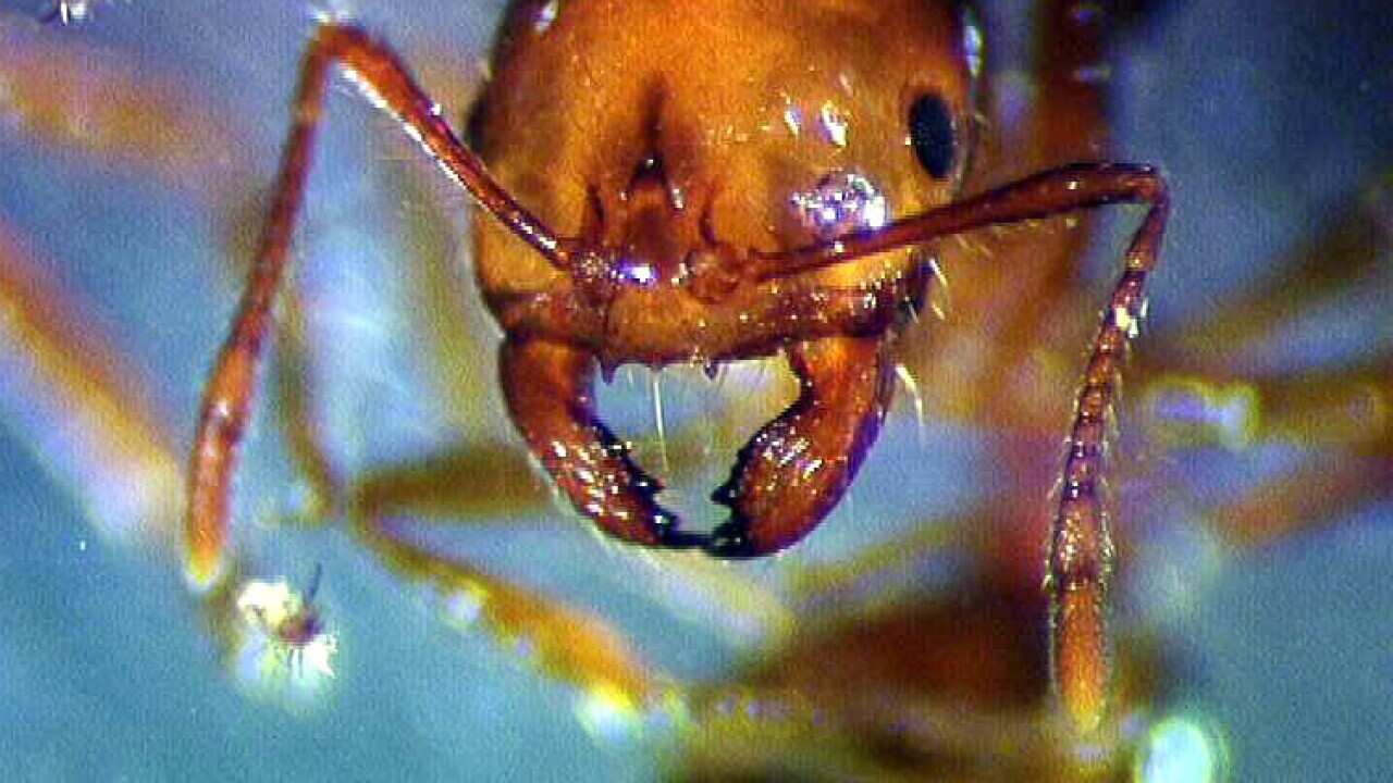 A close up of the imported red fire ant found in Brisbane. (AAP)