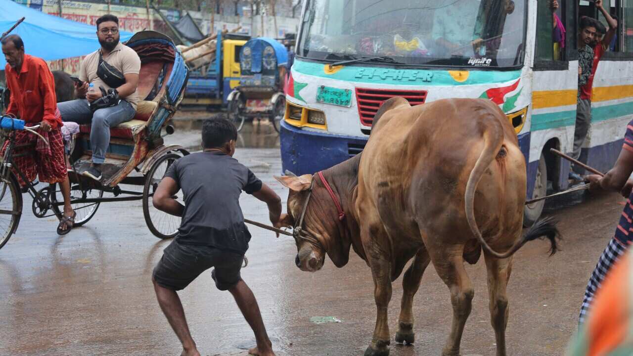 Sacrificial Animals Sale - Dhaka