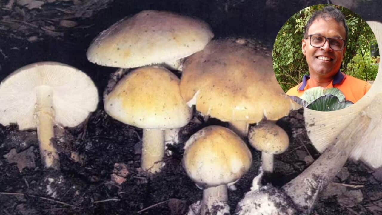 Mushroom poison Nisaharan (1).jpg