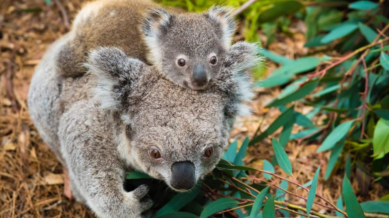 Australian koala with baby joey