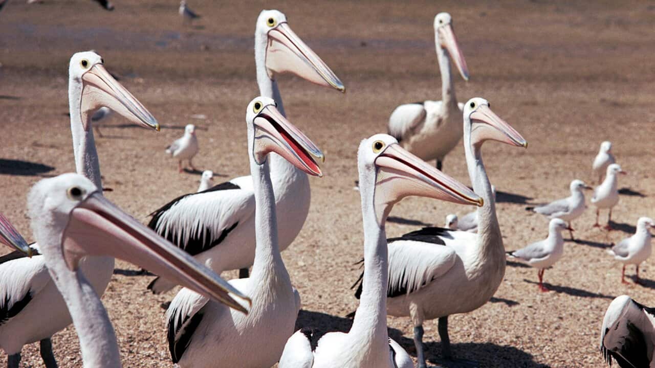 AAP Image/South Australia Tourism