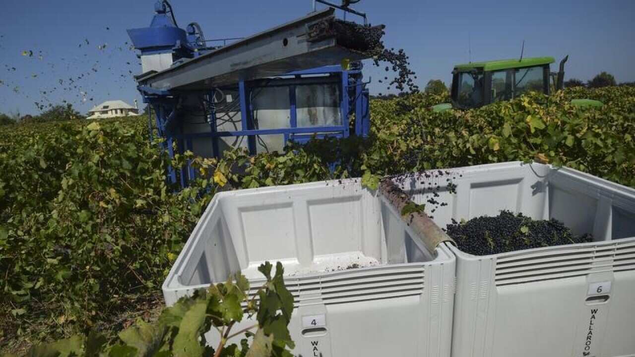 A mechanical wine harvester is seen at work in a vineyard.