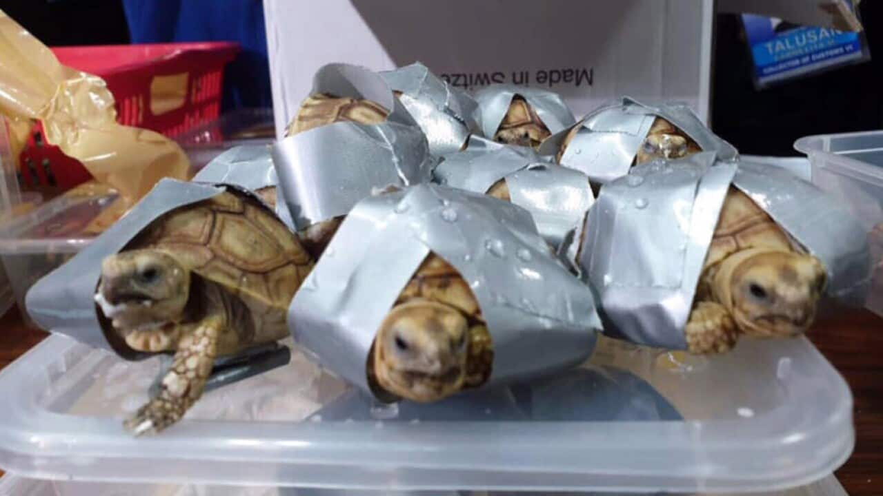 A handout photo made available by the Philippine Bureau of Customs (BOC) shows confiscated turtles wrapped in duct tape (AAP)