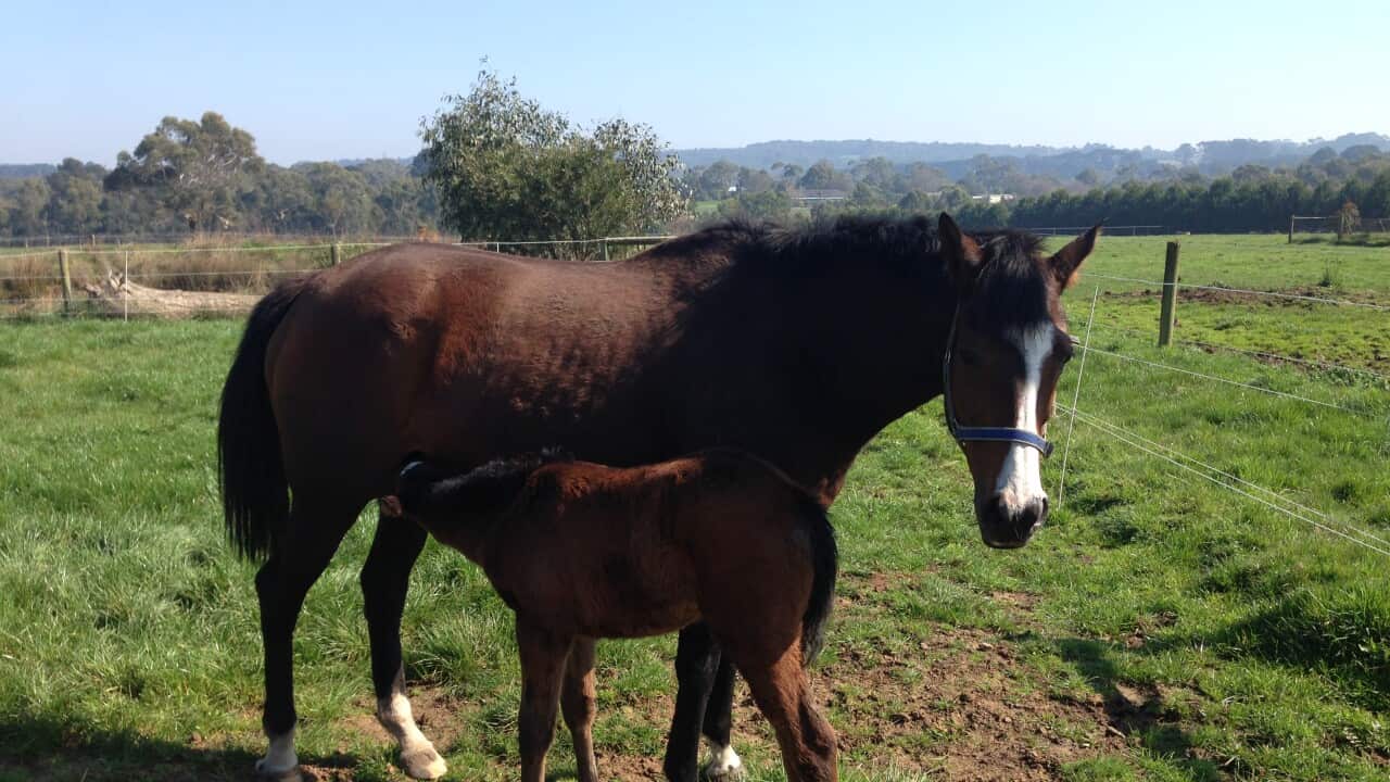 RACEHORSE SHOOTING VICTORIA
